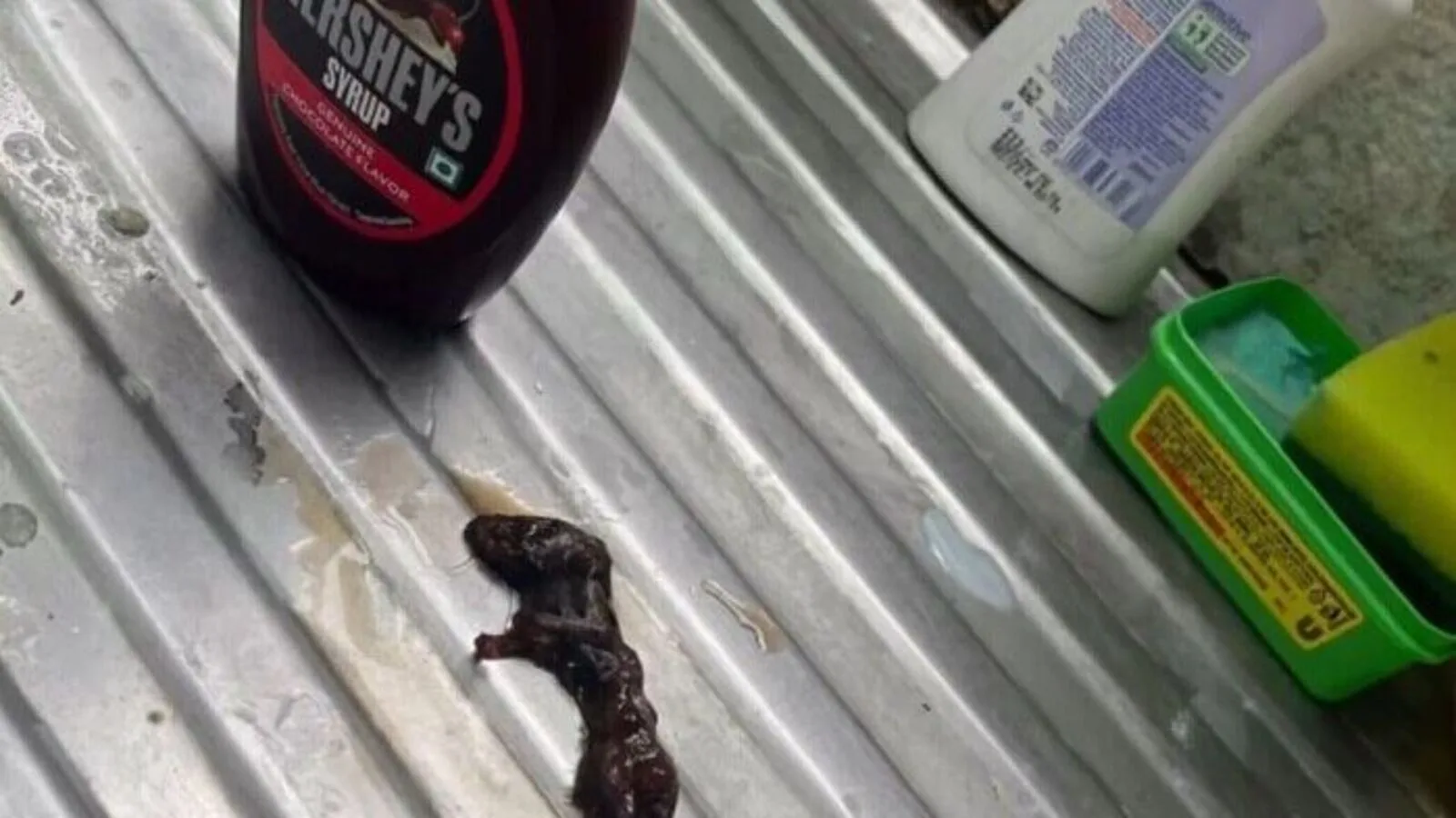 ’Dead mouse’ in Hershey’s chocolate syrup discovered by Zepto customer, netizens say: ’New fear unlocked’