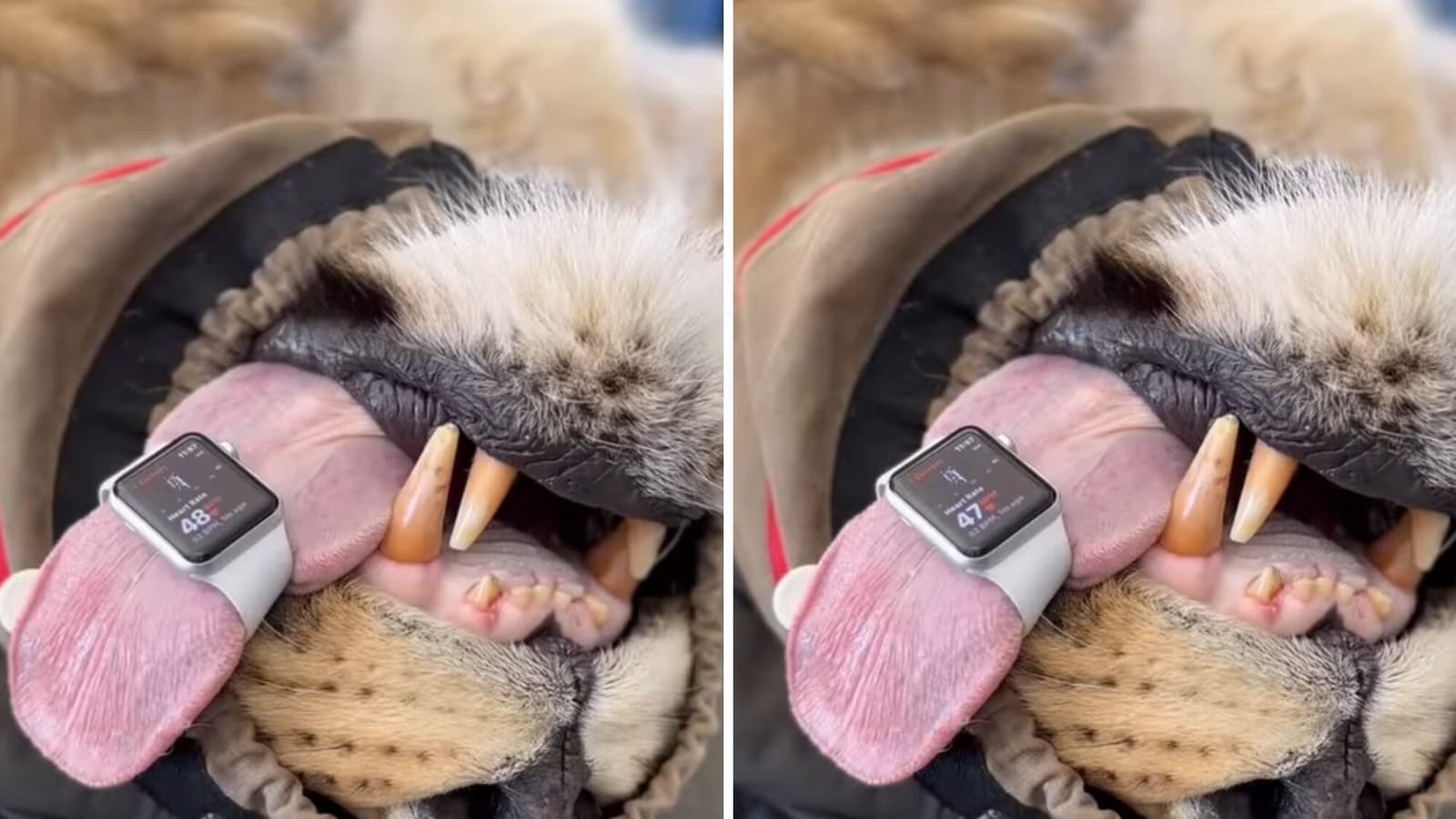 Vet straps Apple Watch to lion’s tongue after finding out device can measure its heart rate. Watch | Trending