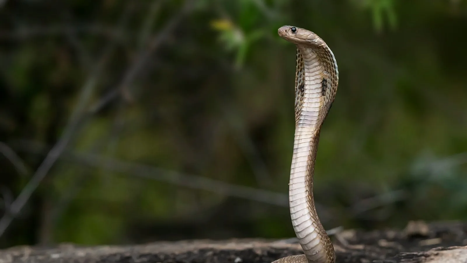 Viral video: Bengaluru couple claims to find live cobra inside Amazon package | Trending